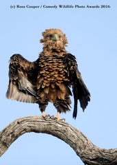 The Comedy Wildlife Photography Awards 2016 Finalist 00000123 p